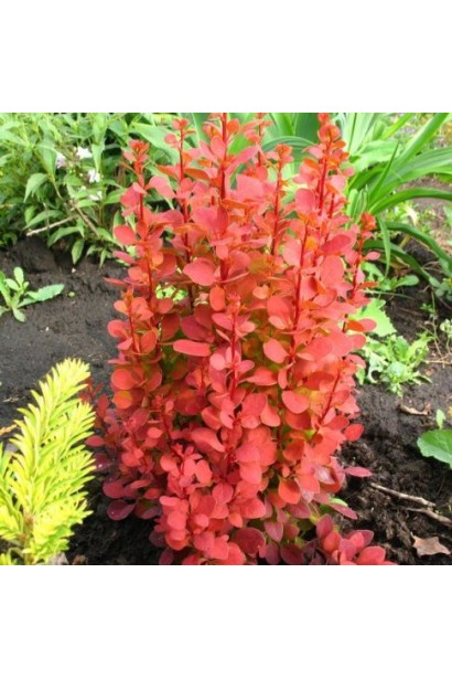 Berberis thunbergii Orange Ice в ландшафті